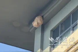 110求助119 摘除扰民马蜂窝图片