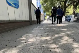 当心！近期江苏街头大量出现紫黑色的香樟树籽，沾上果浆很难清洗图片