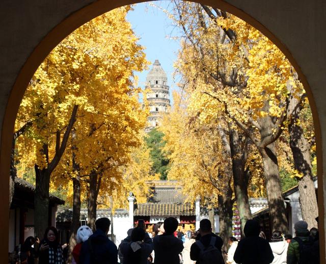 江苏：游苏州虎丘 赏金色银杏