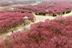 合肥⇋巢湖定制专线直达“花海”图片
