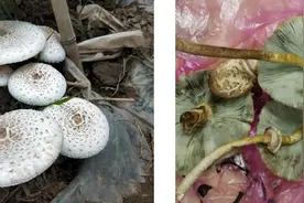 不要采、不要买、不要吃！这16种毒菇近期疯长，建议收藏图片