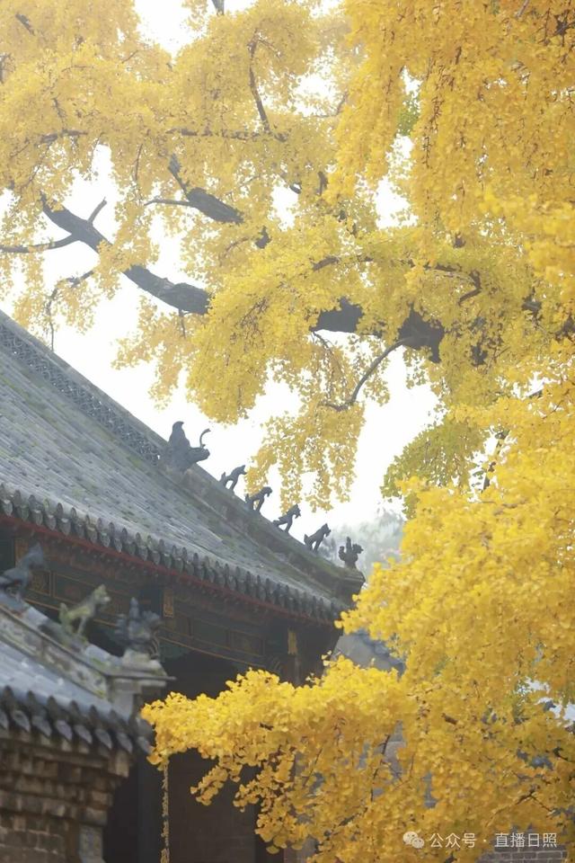 日照秋季“顶流”，已进入高光时刻！