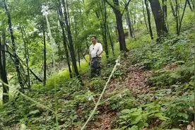 长白山上话人参（道地药材巡礼·吉林篇）图片