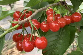 价格下跌约30%，成都人爱吃的TA已上市图片