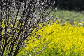 多地中小学迎来春假！带娃难题如何解？图片