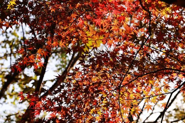 红墙+银杏已就位，本周拍照打卡攻略出炉！