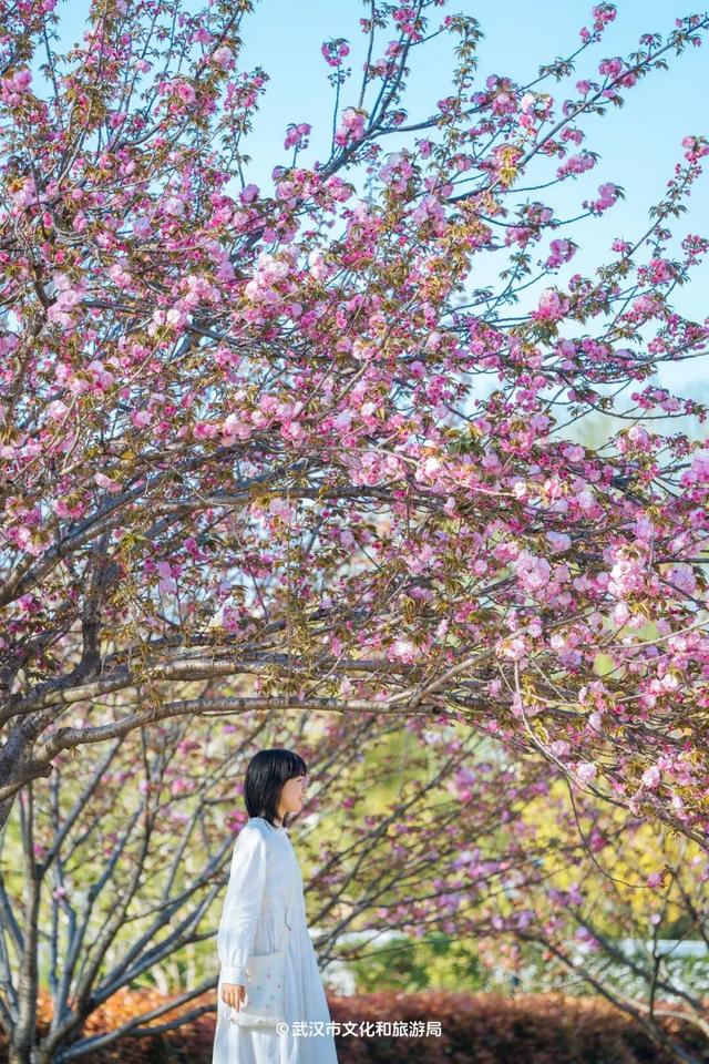 高铁票售罄！直冲29℃，都是晴天，全城爆花迎客