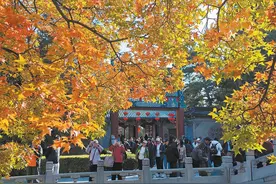 31天接待游客超百万人次 外地游客成为香山赏红主打客流图片