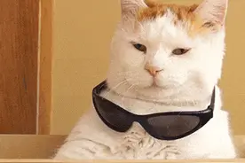 猫真的喜欢你吗？从骨子里讨厌你，或是因为你不能读懂它的表情图片