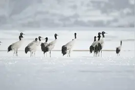 云南纳帕海湿地：黑颈鹤雪地翩舞视频封面