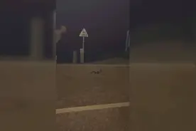 南宁街头出现大量眼镜蛇？官方回应：网传不实图片