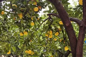 高质量发展调研行丨山上有柚，水里有鱼，兜里有钱图片