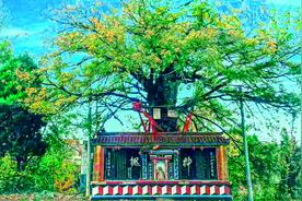 王敏：新农人，新能人图片