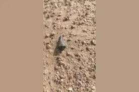 塔克拉玛干沙漠发现陨石 上海天文馆破解其“身份”图片