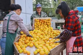 （乡村行·看振兴）统战成员助力浙江宁海小青村柑橘产业“一条龙”增收图片