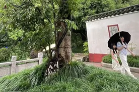 福州西湖百年龙眼树硕果盈枝！图片