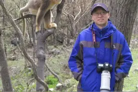 专访西华师大灵长类研究团队负责人黎大勇：追踪20年只为揭开金丝猴神秘面纱图片