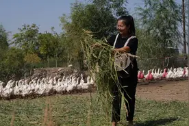 新春走基层丨城里姑娘的“养鹅达人梦”图片