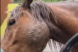 游客在动物园被马咬伤，当天就注射了狂犬疫苗，园方：部分马是散养的，正核查此事图片