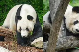 旅奥大熊猫“园园”“阳阳”平安回国图片