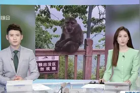 景区回应女子徒步遭10余只猴子围攻抓咬：猴子并非景区饲养图片