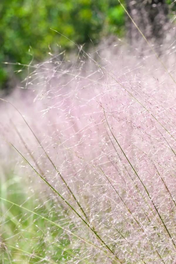 成片粉黛乱子草花海梦幻上线！这些公园火了！