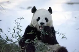 雪中展身手 旅美熊猫“显功夫”图片