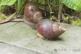 雨后非洲大蜗牛路边“流浪”，再次提醒：有毒！千万别碰更别吃图片