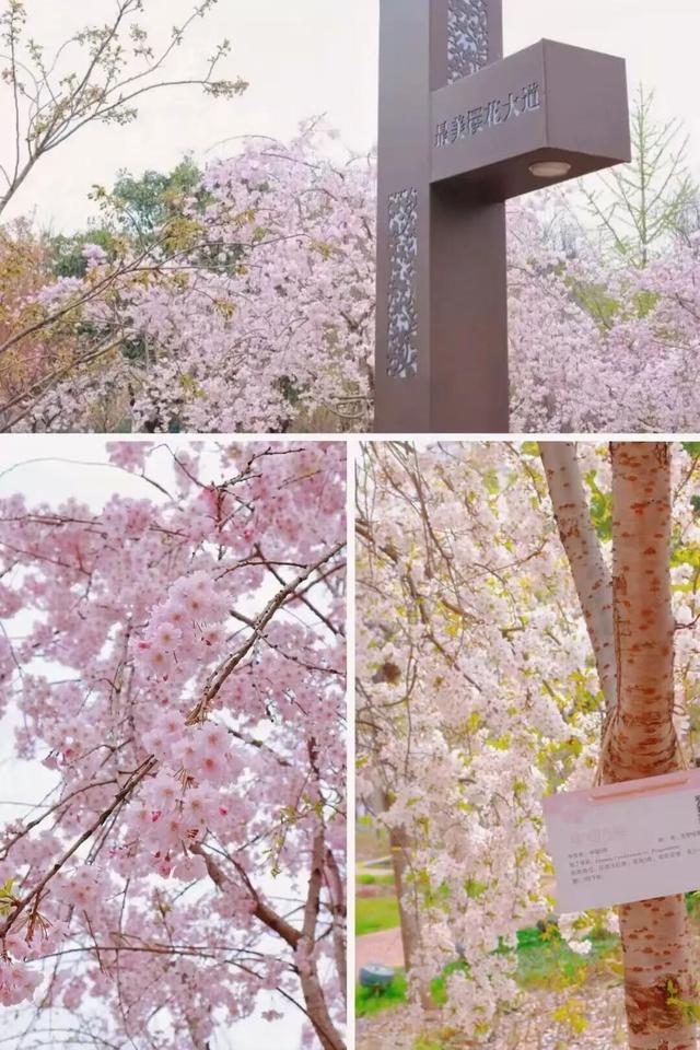 2026河南春季赏花地图来了