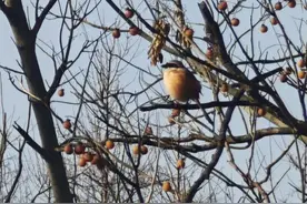 “贵客”现身合肥逍遥津图片