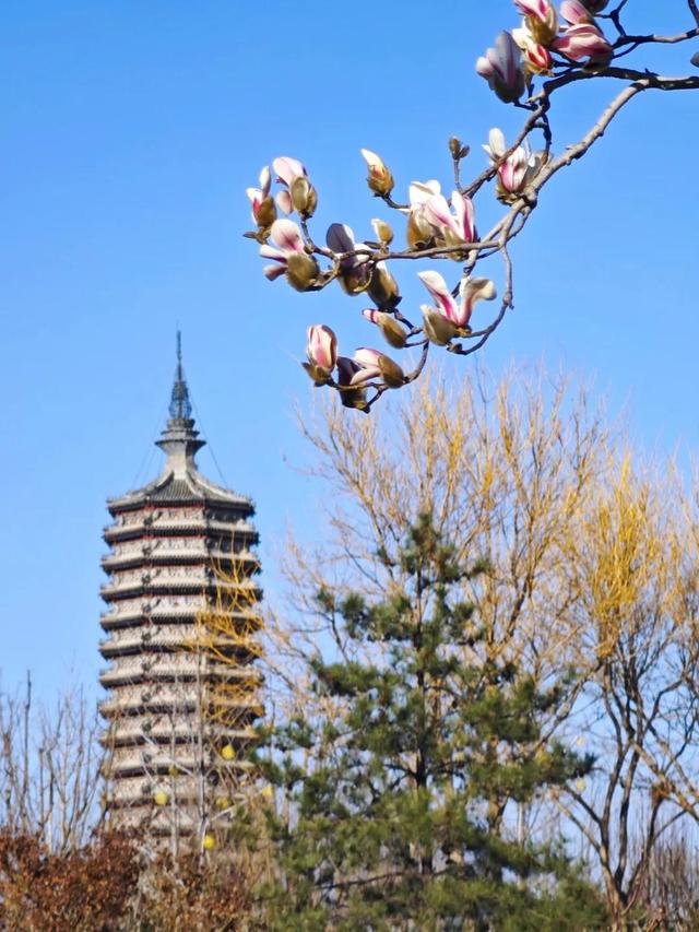 走起，去北京通州赏春花，邂逅最美春色