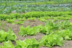 冬天吃百菜不如吃白菜图片