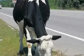 公路对野生动物的影响有多大？| 假期出行，请从保护动物开始！图片