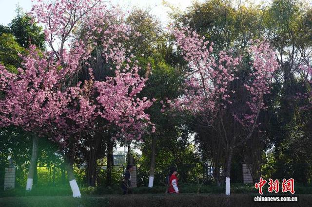 云南昆明冬樱花盛开勾勒冬日画卷