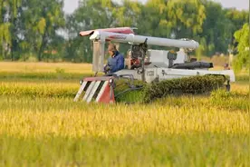 科技护航 希望的田野上“硕果累累”图片