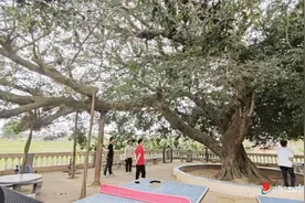 守护古树名木 唤醒绿色乡愁图片