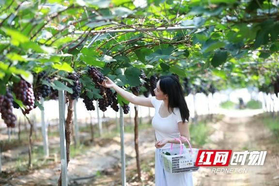 文旅项目精彩亮相，点亮“洞庭水乡 自在沅江”新体验