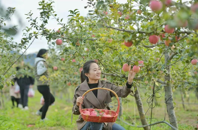 秋实累累 | 金秋硕果·延庆采摘之旅——长城脚下的果香、美食与宿梦