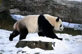 重返华盛顿！大熊猫“宝力”“青宝”续写黑白情缘视频封面