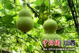 山西新绛：葫芦带来“福禄”图片