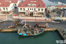 新春走基层｜备足海鲜年货！红岛码头蛤蜊、海蛎子齐上岸，一天近20万斤图片