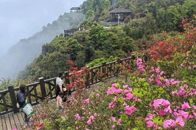 开了！开了！福州开了成片杜鹃花海！快上鼓岭