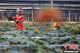 云南文山推动三七产业创新发展 打造世界“三七之都”图片