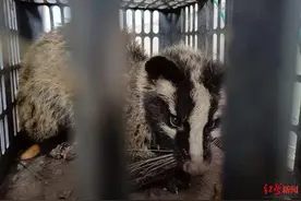 一只神秘动物闯进村民家中：因生病被警方救助，竟是鲁迅笔下的“猹”图片