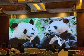 “星秋”“怡兰”赴澳 阿德莱德动物园团队提前到川交流学习图片