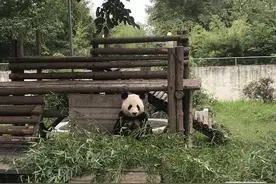 安徽大熊猫为啥这么少？目前仅宿州有一只大熊猫图片