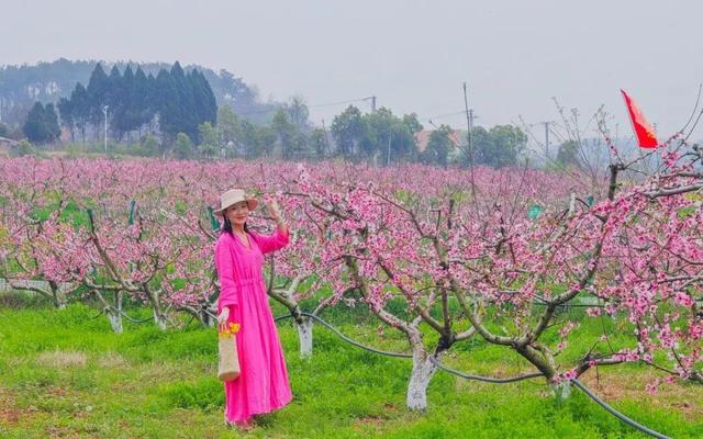 清明去哪玩？来黄陂 “榨" 出一整个春天！