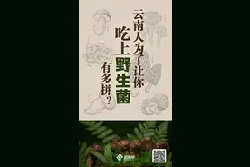 云南人为了让你吃上野生菌有多拼？图片