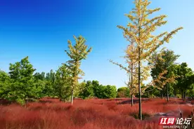 邂逅这粉色的花海，随手拍出绝美粉黛乱子草图片