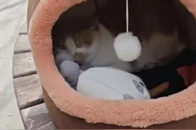 猫猫被原主连窝带玩具地抛弃，仅一下午就被打瞎了眼睛图片